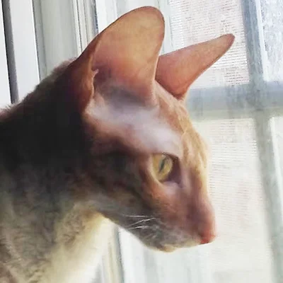 Cat Looking Out Window in Natural Light Orange and white cat staring out a sunlit window from close range.