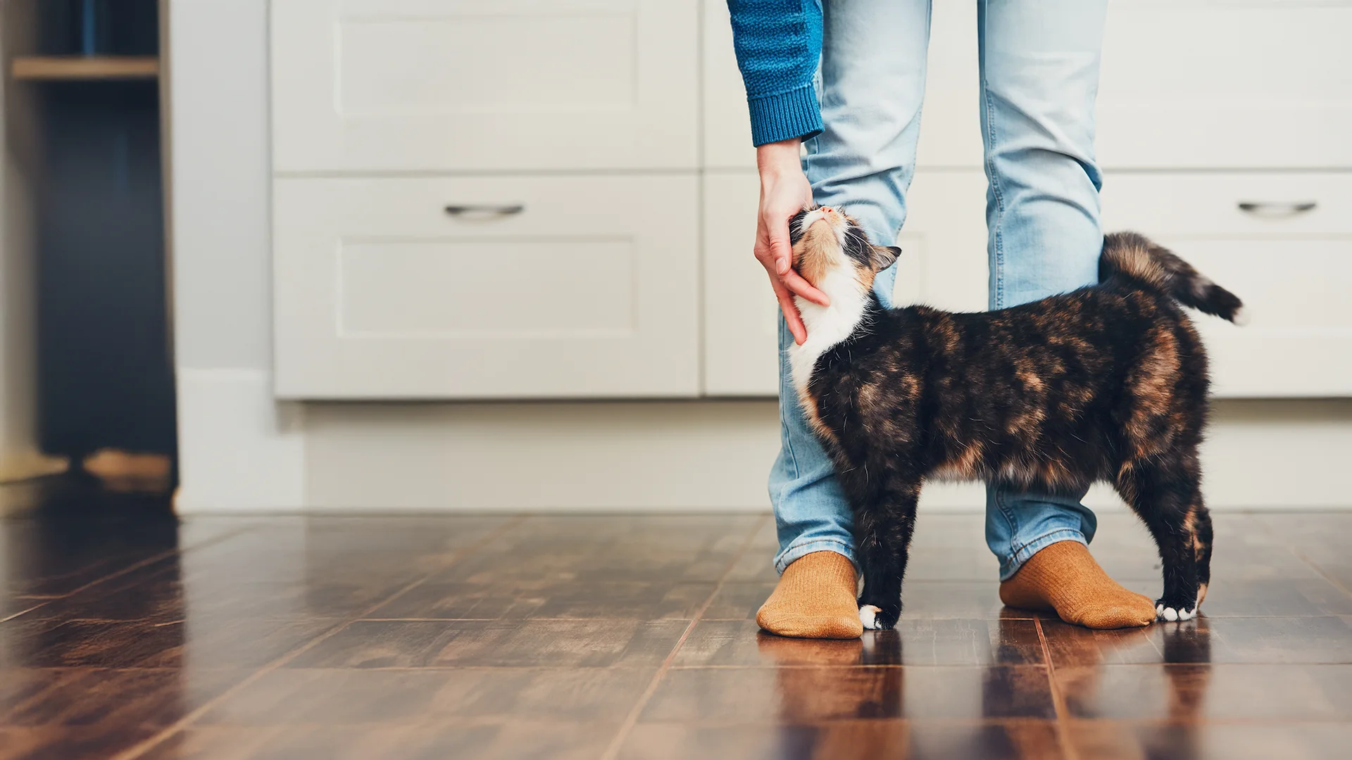Calico cat rubbing against a person’s legs while being gently petted in a home setting.