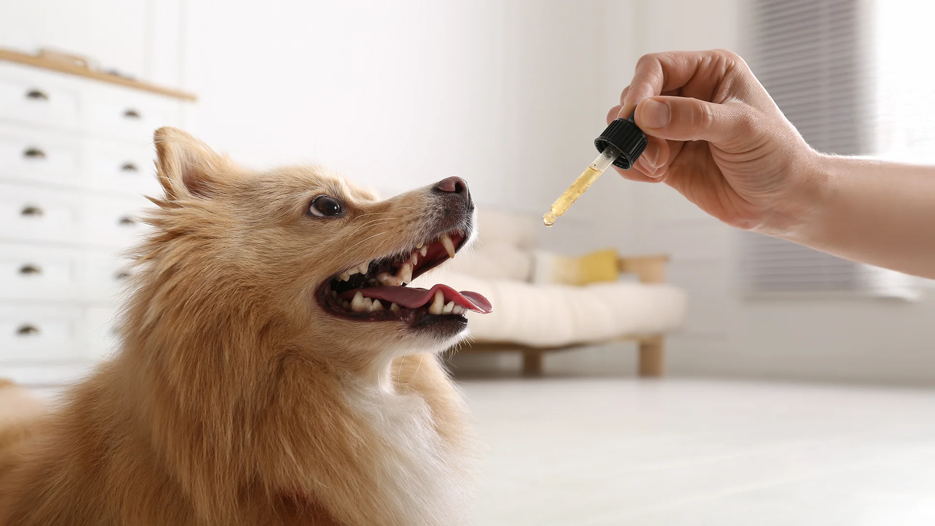 Small dog looking up at a hand holding a dropper with liquid supplement.
