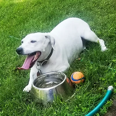 Dog Resting Beside Water Bowl and Toy on Lawn White dog yawning while lying on grass beside a water bowl and orange toy.