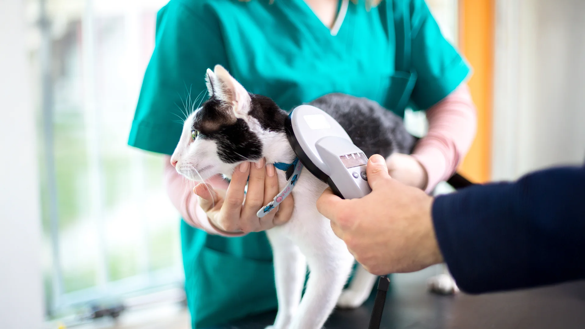 Black and white cat being scanned with a microchip reader by a veterinarian.